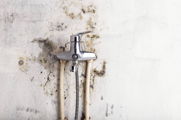 Best Black Mold Removal  in Southside, AL
