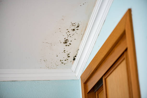 Best Residential Mold Removal  in Southside, AL