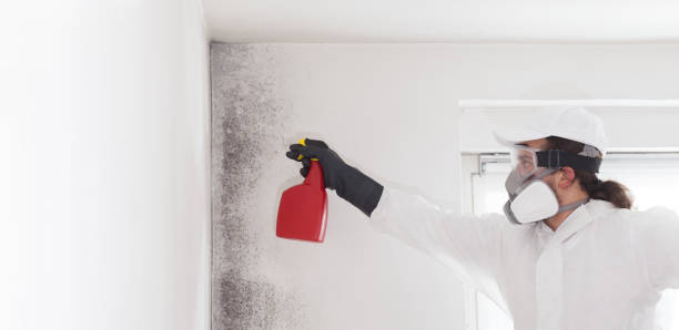 Best Mold Damage Repair  in Southside, AL