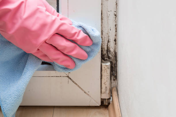 Certified Mold Removal in Southside, AL